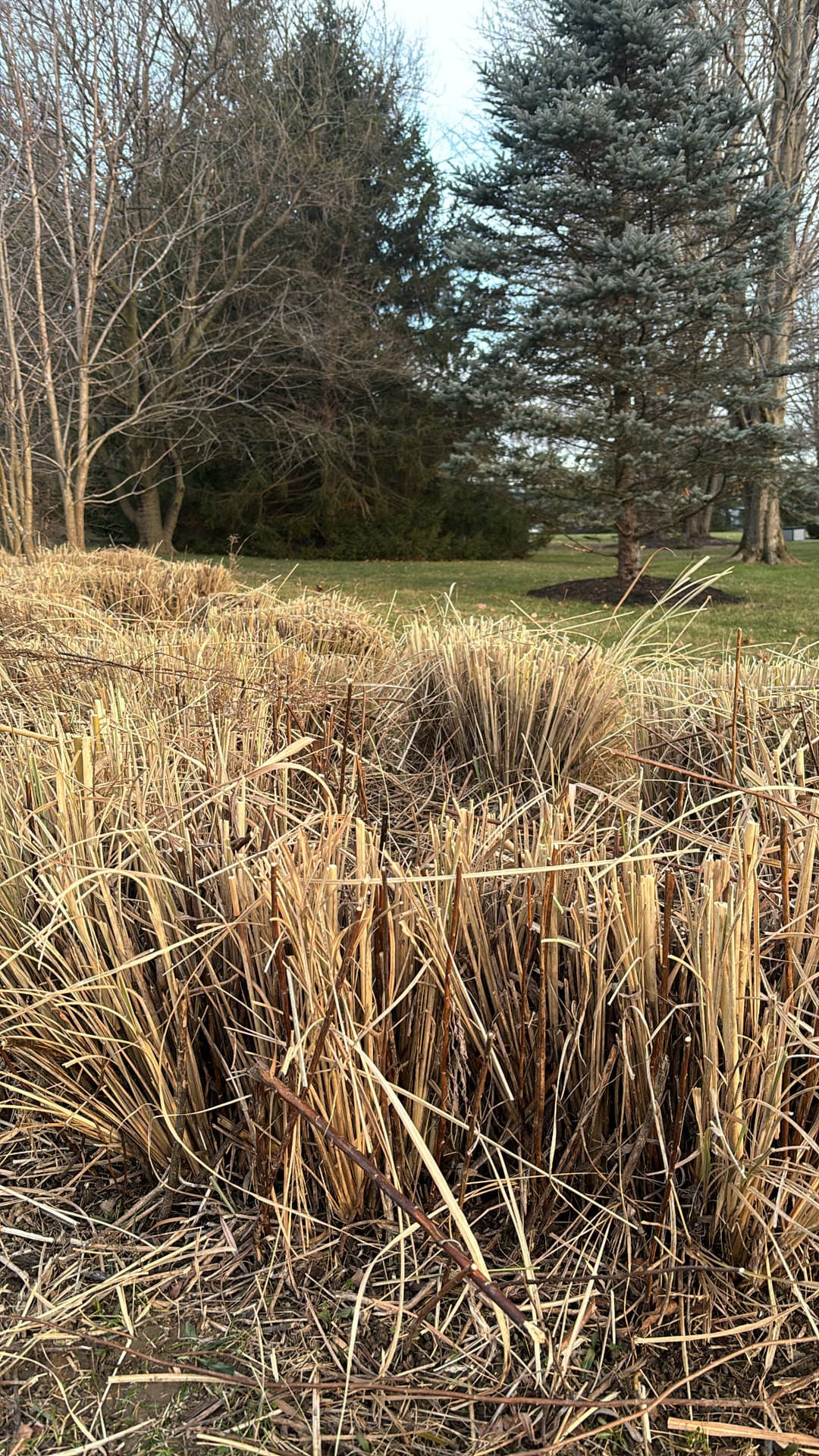 Dry grass and shrubs in a natural landscape with evergreen trees in the background.